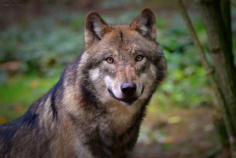 Ver Wolf .